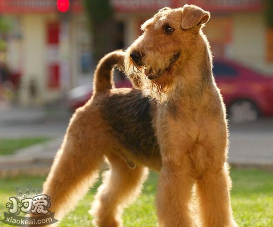 萬能梗毛發(fā)怎么修剪 萬能梗毛發(fā)修剪方法