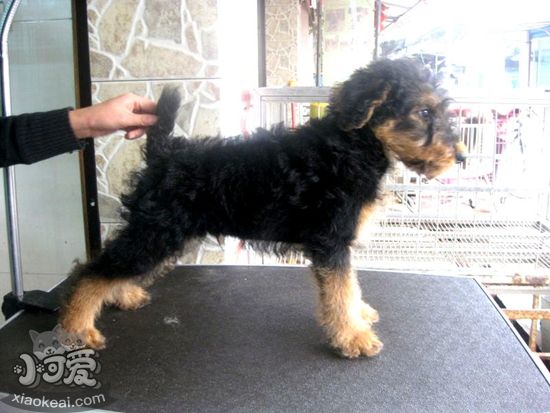 萬能?？人杂刑翟趺崔k 咳嗽治療方法