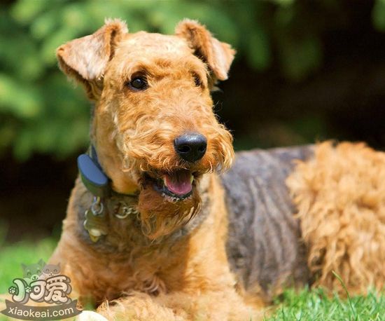 萬(wàn)能梗腳受傷怎么辦 萬(wàn)能梗腳受傷處理方法