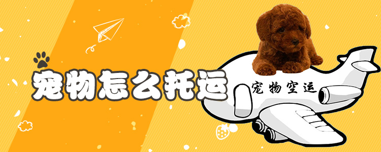 寵物怎么托運(yùn)1