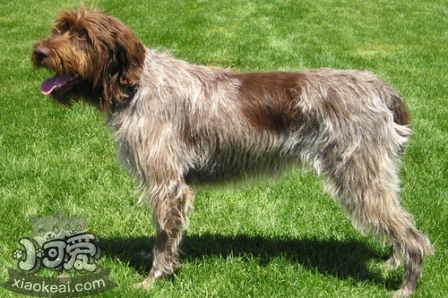 剛毛指示格里芬犬拉稀怎么辦 拉稀治療方法