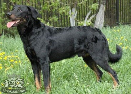 法國狼犬吃什么狗糧好 法國狼犬狗糧選擇推薦2