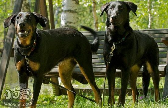 法國狼犬耳朵怎么清潔 法國狼犬耳朵清潔護理方法1