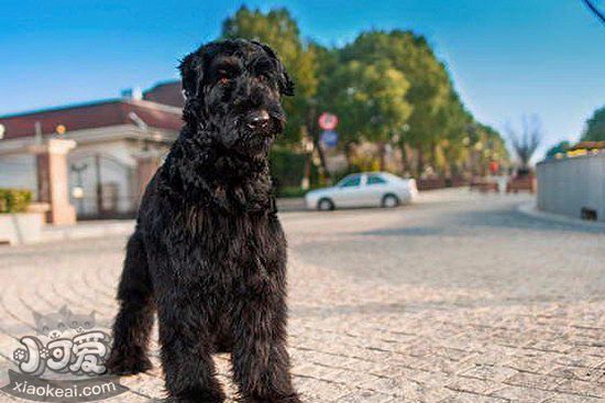 巨型雪納瑞怎么自制狗糧 巨型雪納瑞自制狗糧配方介紹1