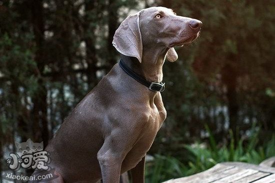 威瑪獵犬牙齒怎么洗 威瑪獵犬口腔護理清潔1