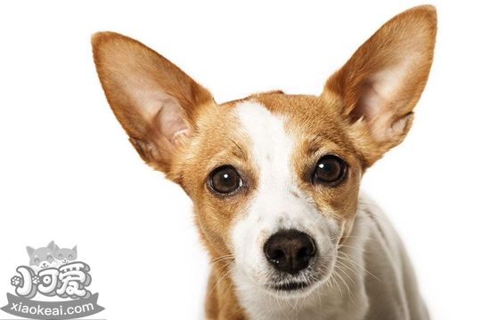 葡萄牙波登可犬腸炎癥狀是什么 腸炎癥狀介紹