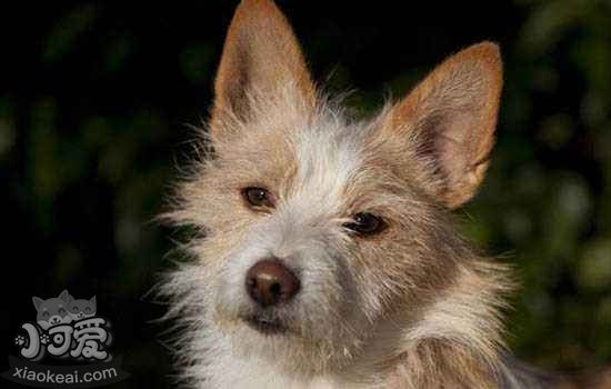 葡萄牙波登可犬有多動(dòng)癥怎么辦 多動(dòng)癥治療方法