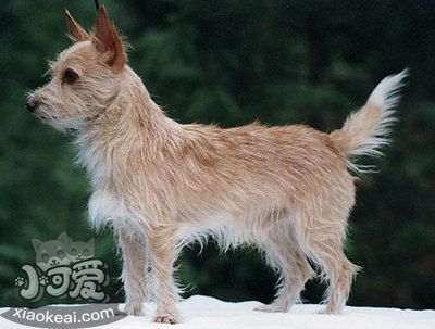 葡萄牙波登可犬不吃東西怎么辦