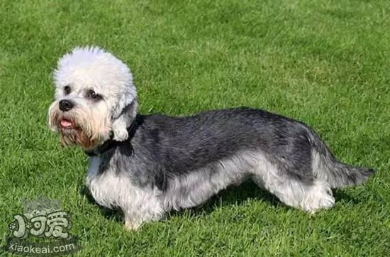 短腳長身梗怎么喂養(yǎng) 短腳長身梗喂養(yǎng)方法