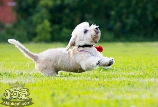 短腳長(zhǎng)身梗脫毛怎么辦 短腳長(zhǎng)身梗脫毛治療方法