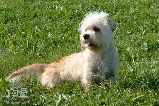 如何治療短腳長身?；紫x 蛔蟲病治療方法