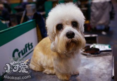 短腳長身梗怎么洗澡 短腳長身梗洗澡步驟