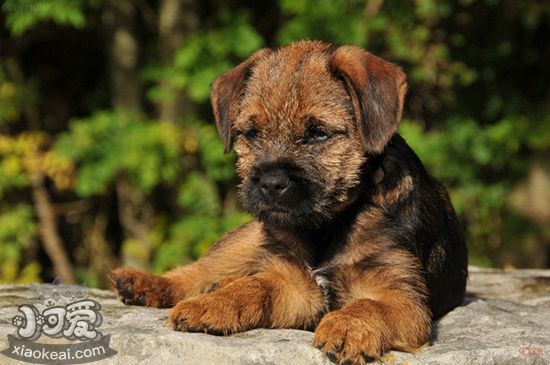 邊境梗毛發(fā)怎么修剪 邊境梗毛發(fā)修剪技巧