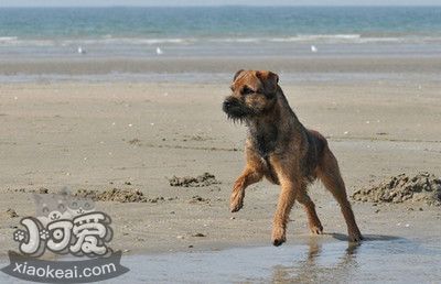 邊境梗怎么喂養(yǎng) 邊境梗喂養(yǎng)要點