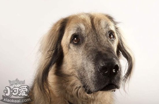 安納托利亞牧羊犬感冒怎么辦