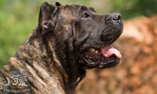 西班牙加納利犬支氣管炎治療預(yù)防方法1