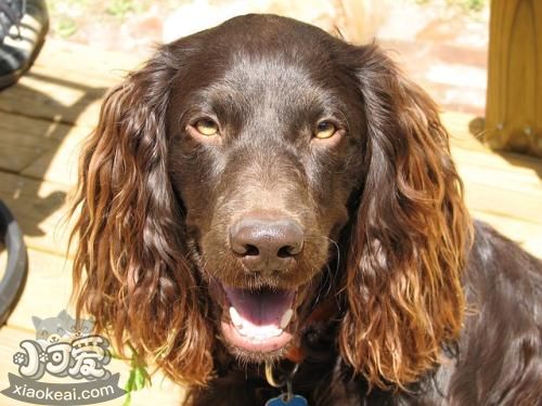 博伊金獵犬一天喂幾次 博伊金獵犬喂食經驗介紹