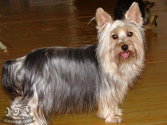 絲毛梗性格怎么樣 絲毛梗性格特點(diǎn)