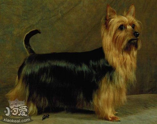 怎樣給絲毛梗驅(qū)蟲 絲毛梗驅(qū)蟲方法介紹