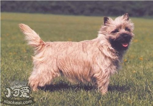 凱恩梗怎么養(yǎng) 凱恩梗飼養(yǎng)要點(diǎn)