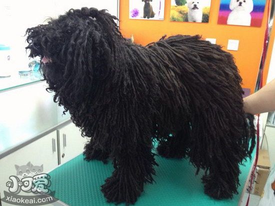 波利犬怎么洗澡 波利犬洗澡方法詳解1