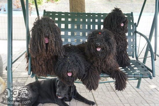 波利犬有耳螨怎么治療 波利犬耳螨治療方法1