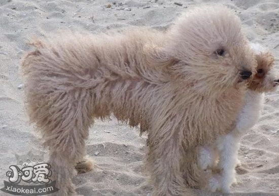 波利犬感冒怎么辦 波利犬感冒治療方法1