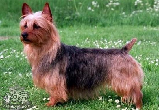 澳大利亞梗性格好不好 澳大利亞梗性格特點(diǎn)