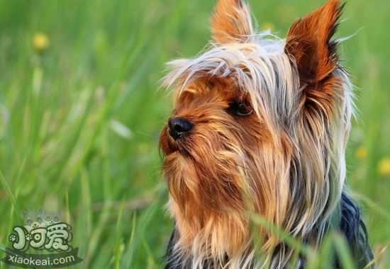 澳大利亞?？人栽趺粗委?澳大利亞梗咳嗽治療方法