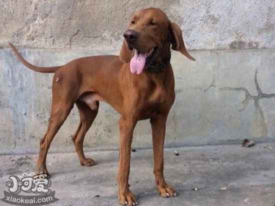 波音達(dá)獵犬發(fā)燒怎么解決 波音達(dá)獵犬發(fā)燒處理方案1