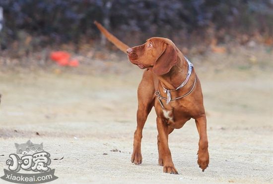 如何給紅骨獵浣熊犬刷牙 紅骨獵浣熊犬刷牙教程