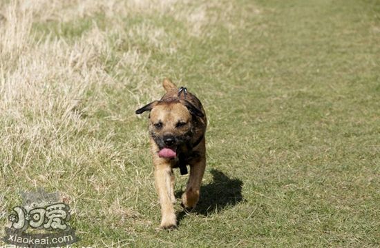 邊境梗發(fā)燒怎么辦 邊境梗發(fā)燒治療方法