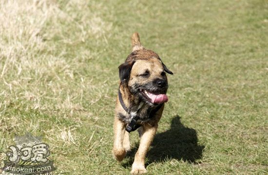 邊境梗嘔吐怎么回事 邊境嘔吐解決辦法