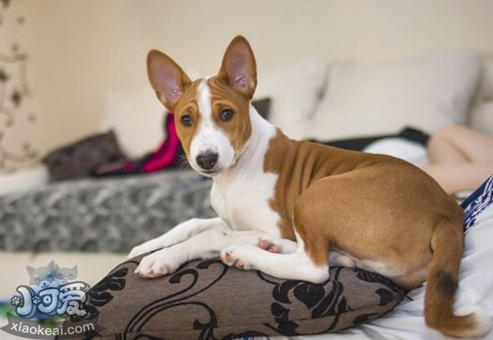 巴仙吉犬咳嗽怎么辦 巴仙吉犬咳嗽治療方法