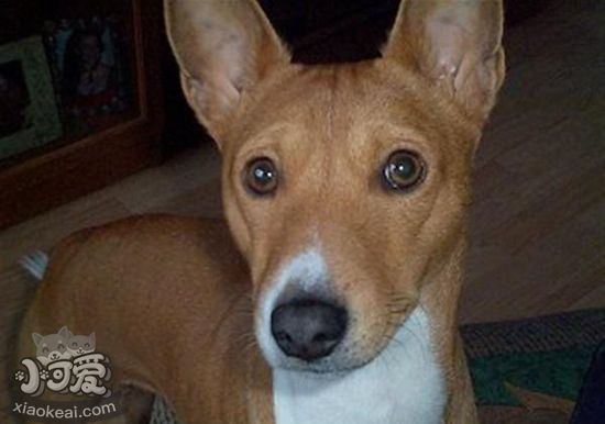 巴仙吉犬怎么養(yǎng) 巴仙吉犬飼養(yǎng)技巧