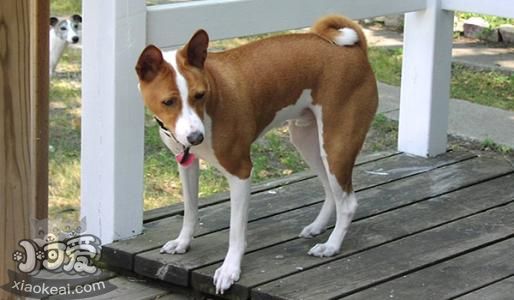 巴仙吉犬嘔吐怎么辦 巴仙吉犬嘔吐原因介紹