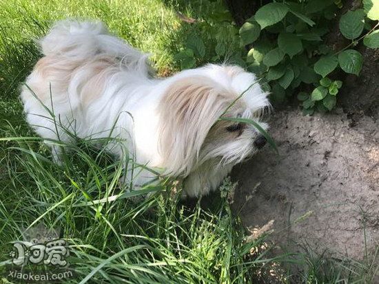 拉薩犬怎么洗澡 拉薩犬洗澡方法及注意事項1