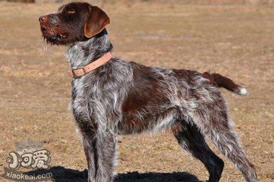 卷毛尋回犬口腔怎么護理 卷毛尋回犬牙齒清潔方法1