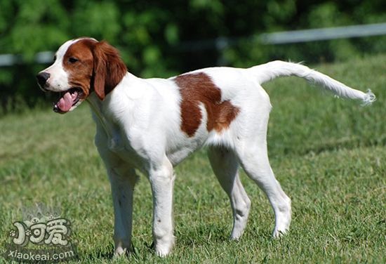 愛(ài)爾蘭紅白雪達(dá)犬白內(nèi)障如何治療