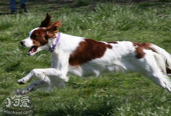 愛爾蘭紅白雪達(dá)犬怎么護(hù)理 日常護(hù)理注意事項(xiàng)