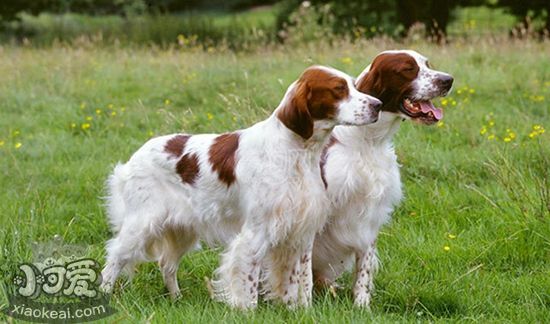 愛爾蘭紅白雪達(dá)犬鼻子干燥怎么回事