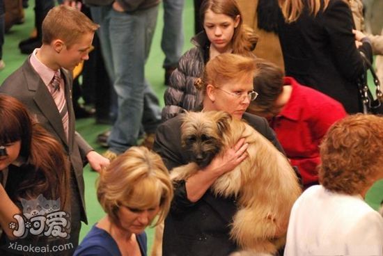 比利牛斯牧羊犬幼犬怎么養(yǎng) 幼犬飼養(yǎng)注意事項