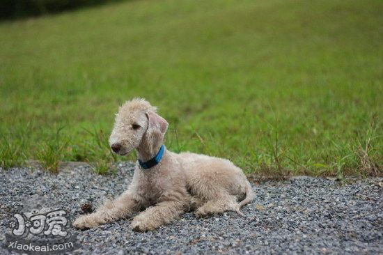 貝靈頓梗感冒吃什么藥好 貝靈頓梗感冒的癥狀及治療方法1