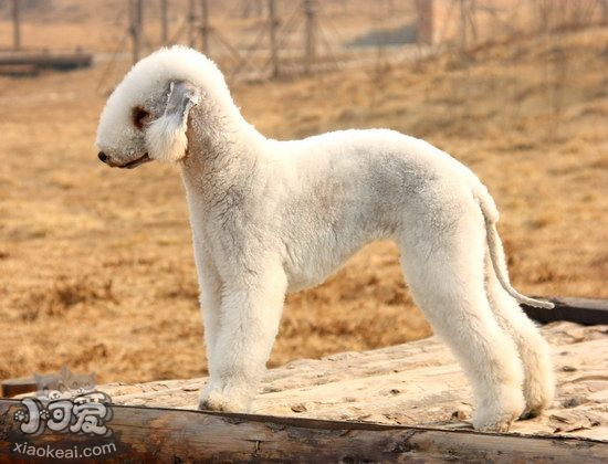 貝靈頓梗腸胃炎癥狀有哪些 貝靈頓梗腸胃炎治療預(yù)防方法1