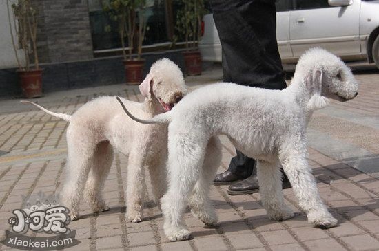 貝靈頓梗發(fā)燒怎么辦 貝靈頓梗發(fā)燒處理方法1