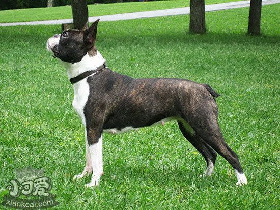 波士頓梗感冒怎么辦 波士頓梗感冒護(hù)理方法1