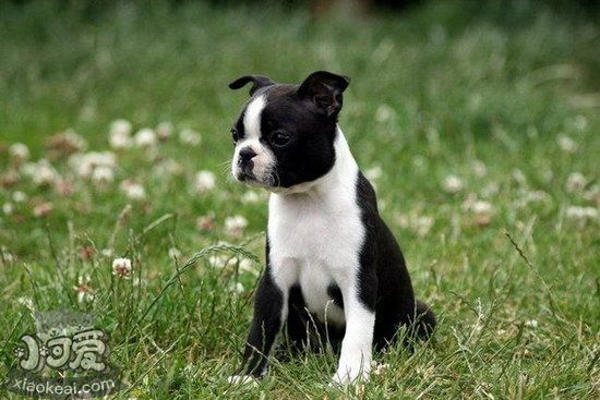 波士頓梗有寄生蟲(chóng)怎么處理 波士頓梗寄生蟲(chóng)預(yù)防方法1