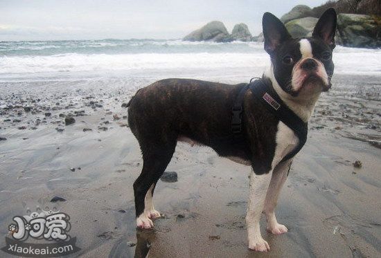 波士頓梗嘔吐怎么治療 波士頓梗嘔吐治療方法1