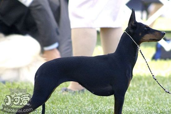 玩具曼徹斯特犬臉部怎么清潔 臉部清潔方法