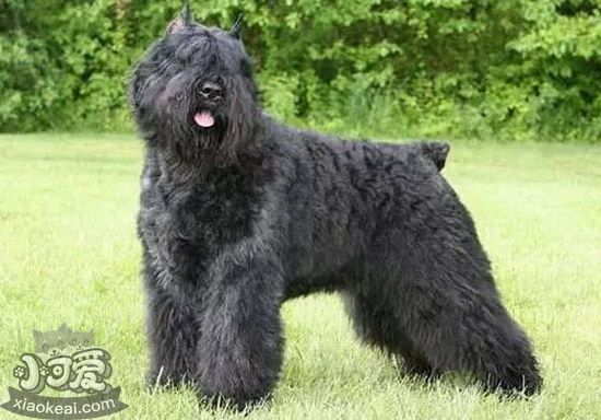 波蘭德斯布比野犬發(fā)燒處理方法1